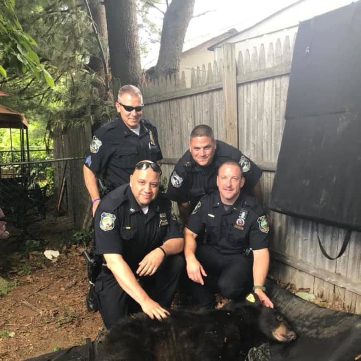 Sgt Beyer, PO Pena, PO Prisco &amp; Lt Kaye pose with the bear after he was tranquilized.