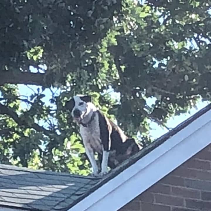 &quot;The second-floor screen was missing from the window and the dog wandered out and up on to roof,&quot; one responder told Daily Voice.