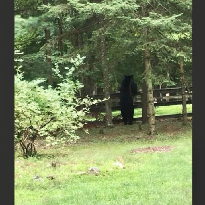 A black bear was spotted peeking over a fence in Ramapo.