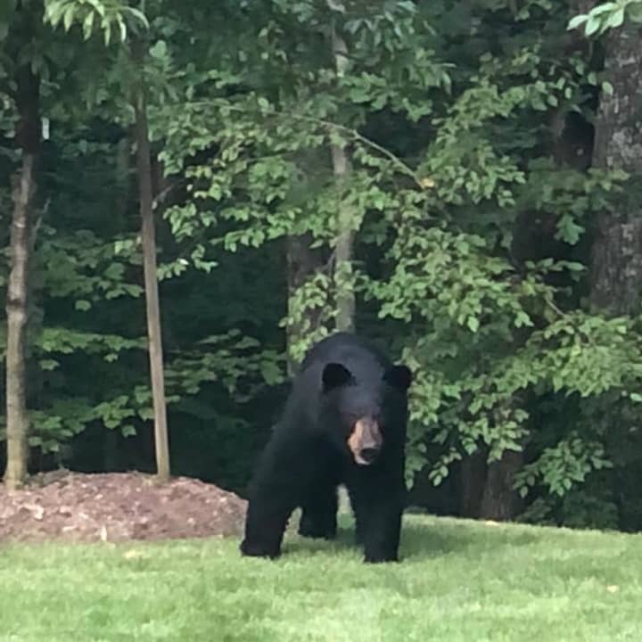 A bear sighted in Brewster.