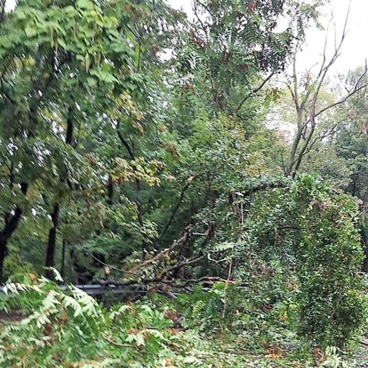 The tree fell near the corner of River and New Bridge roads.