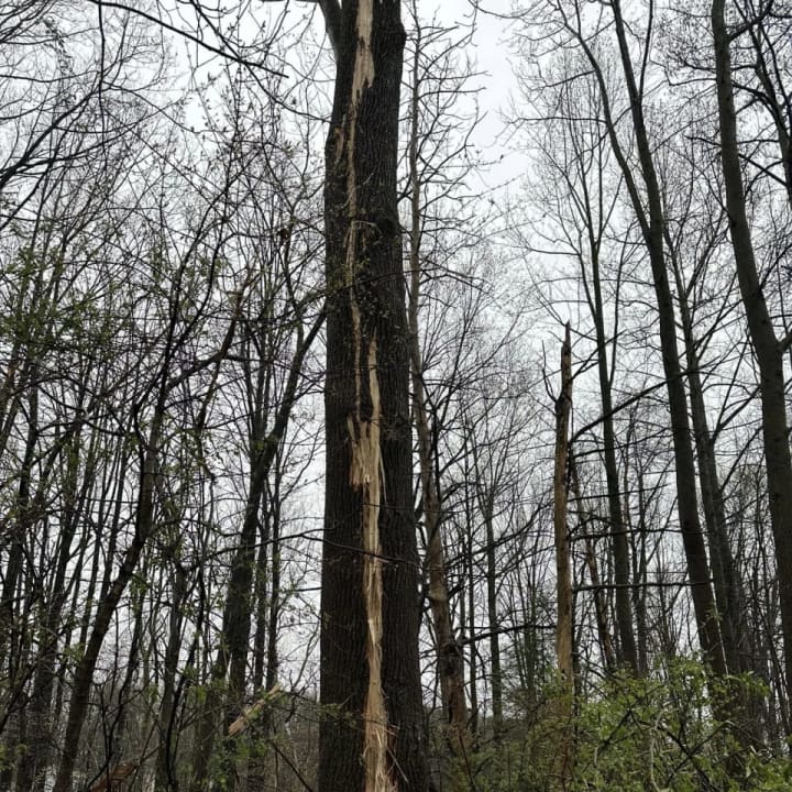 The tree was struck by lightning in Carroll County.