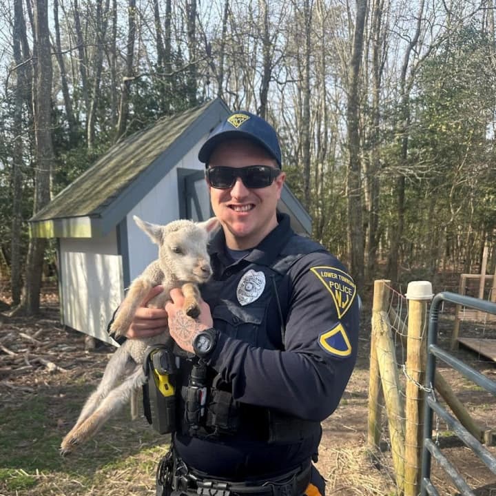 A police officer returns a sheep home in Lower Township, NJ.