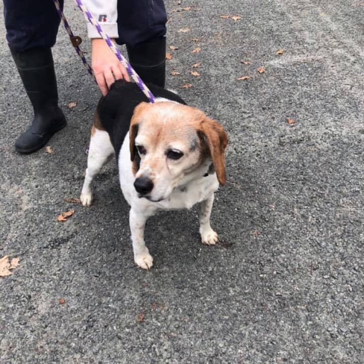 This beagle was found by police in Ramapo