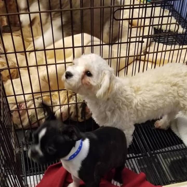 More than 80 puppies were saved during a fire at a pet store.