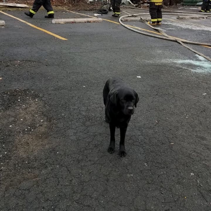 Daisy, the Westchester County Police arson detection dog at the scene of the fire in Port Chester.