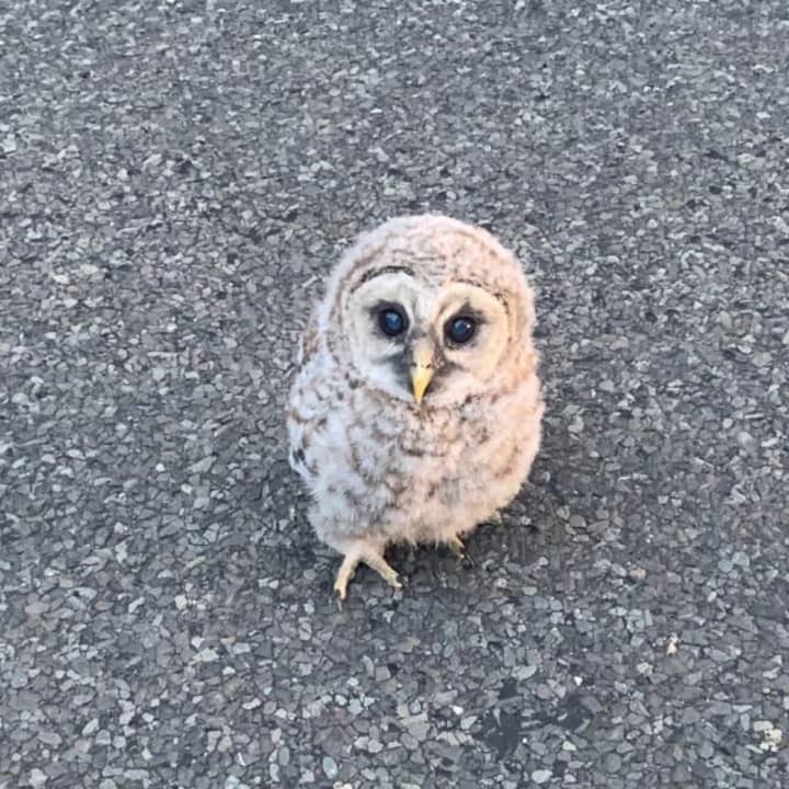 A baby Barred Owl was found in the middle of the road in Easton.