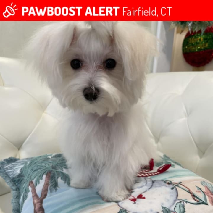 Cindy, the missing white Maltese that was taken when the owner&#x27;s white Mercedes was stolen at a Fairfield rest stop.