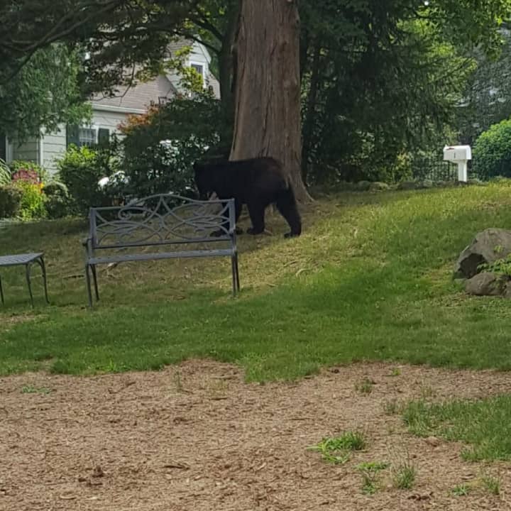 Black bears have been making the rounds in Northern Westchester and the surrounding areas.