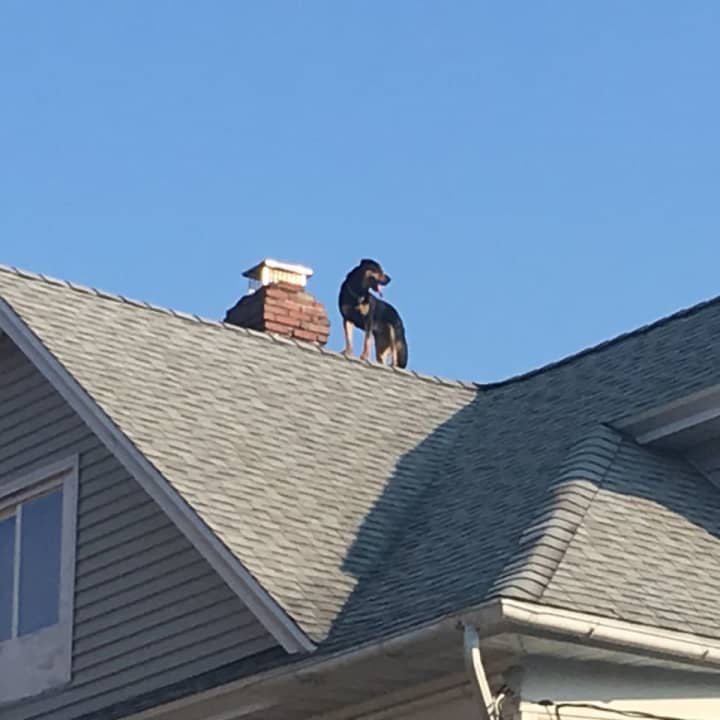 Bridgeport firefighters saved a dog who was stuck on a roof.