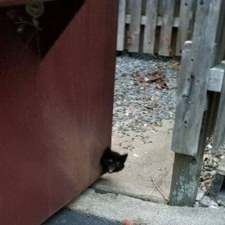 A kitten stuck in a dumpster was rescued by members of the Warwick Fire Department.