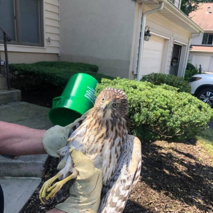 An injured hawk was rescued with an assist from members of the Clarkstown Police Department.