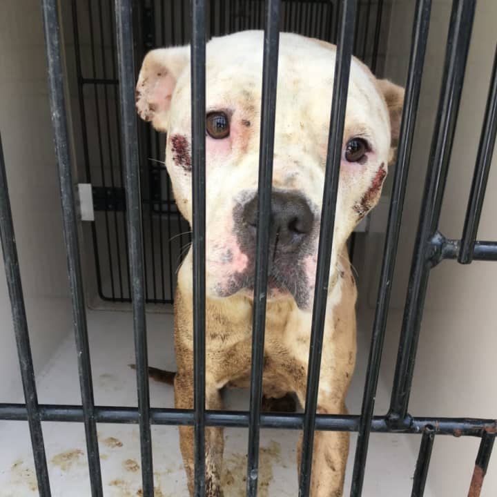 The female pit bull who was kept in a locked, dark cage in a basement.