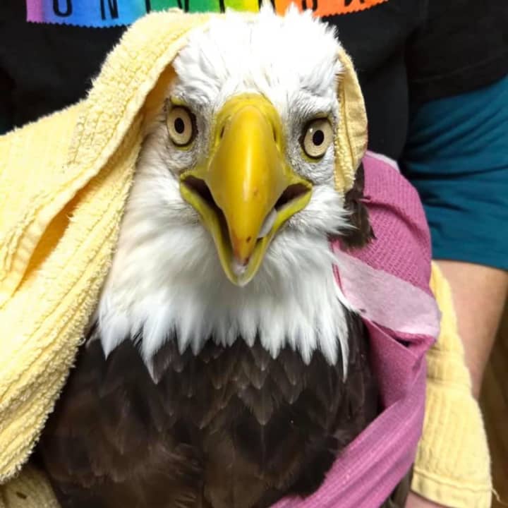 The bald eagle hit by a vehicle has died.