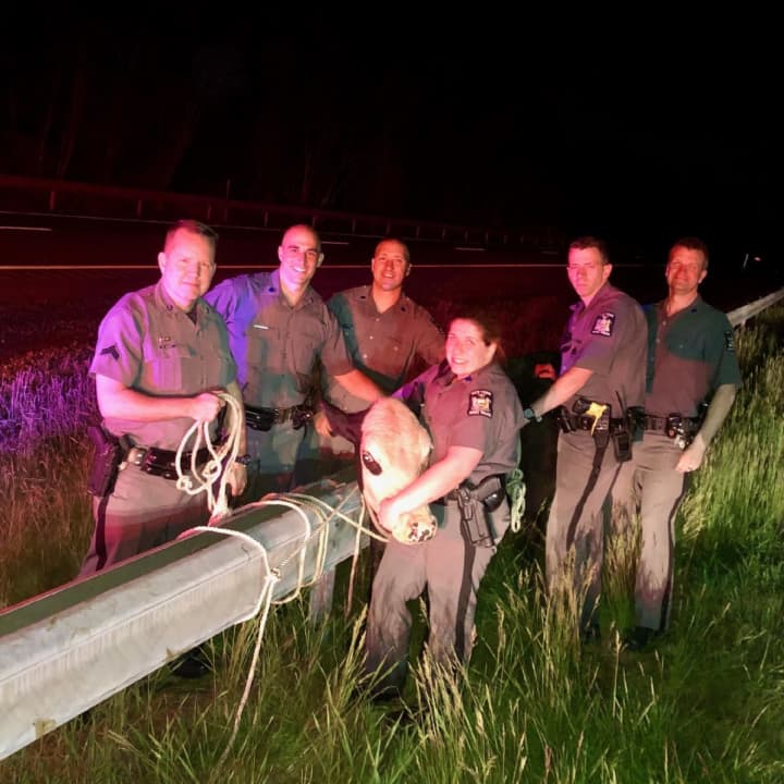 New York State Police troopers were able to round up a cow that was loose on the Thruway.