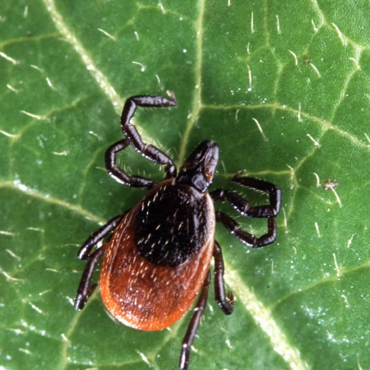 Expect to see more ticks than usual this year.