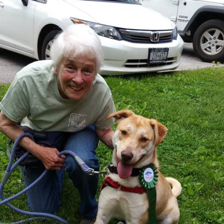 Alvin with his volunteer handler Ellen sporting a new ribbon to announce the achievement.