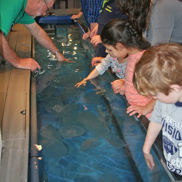 The Maritime Aquarium at Norwalk is seeking volunteers to help teach children about marine animals.