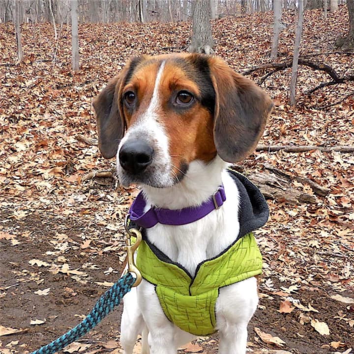 Meet Bob - Putnam Humane Society&#x27;s Pet of the Week. Bob is a Hound mix, playful and friendly.