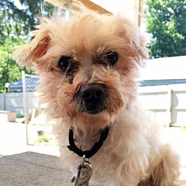 Boots is an older guy in need of a more permanent home.
