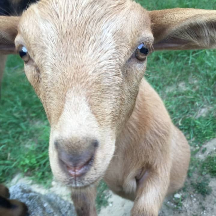 &quot;Calvin,&quot;  a Nigerian Dwarf goat, has joined the growing menagerie at Tilly Foster Farm in Brewster.