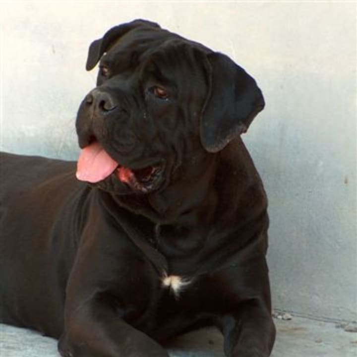 Gemma, a cane corso or Italian mastiff like the one pictured, was not supposed to be in Red Hook when she bit a jogger.