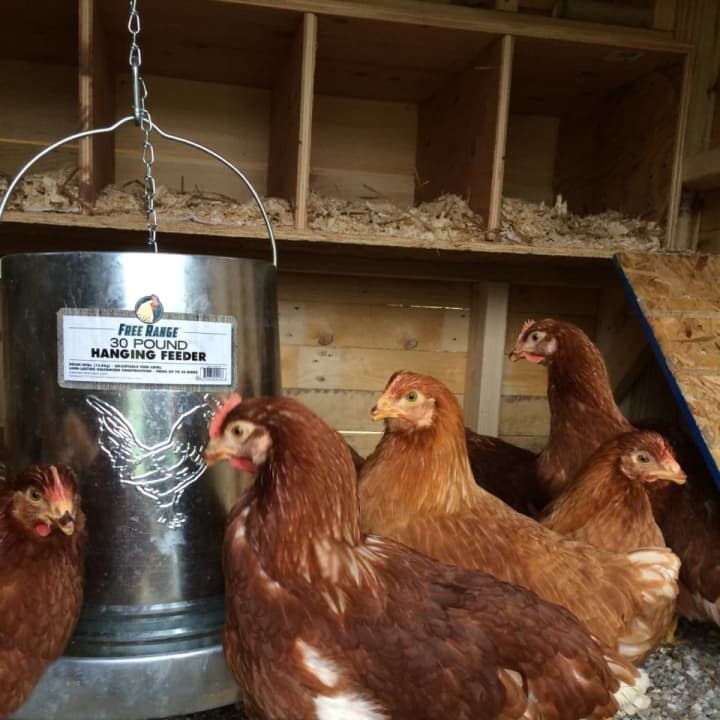 Fable Farm raises free range chickens