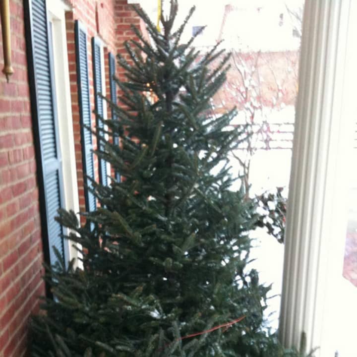 Christmas tree pickup begins this week in Greenburgh.