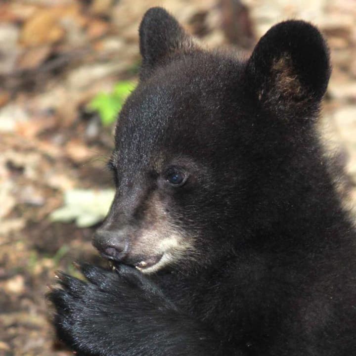 Clara, a young bear trapped and killed at Ramapo State Park, will be memorialized in a service scheduled for Sunday. 