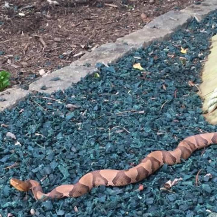 This copperhead snake was recently found in Upper Nyack by a Clarkstown home.