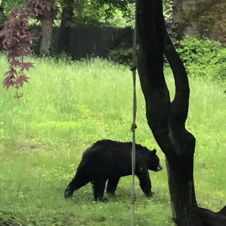 Young black bear spotted in Norwalk.
