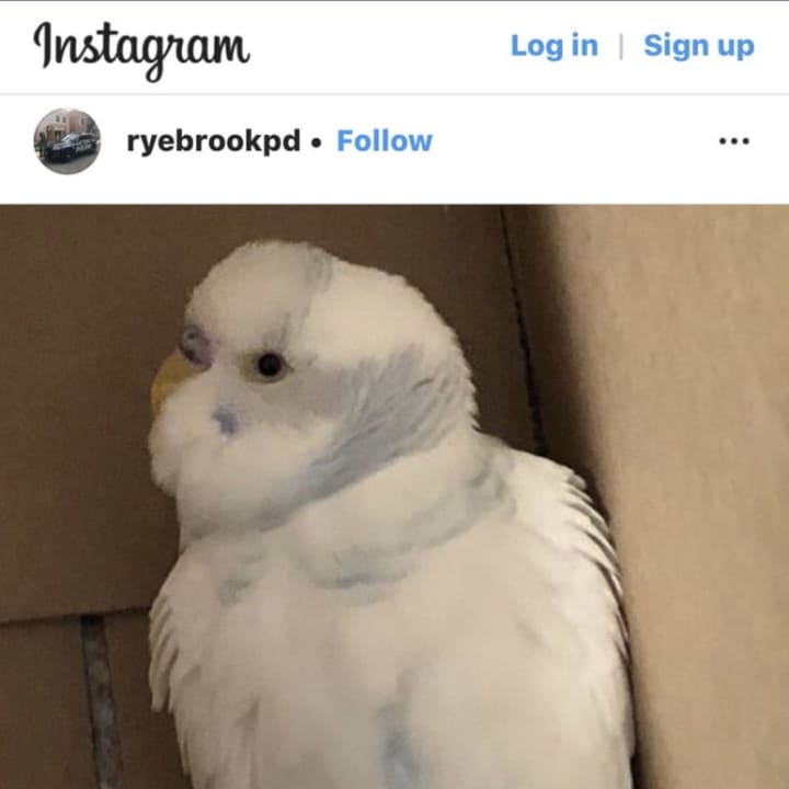 Do you recognize this parakeet found in Rye Brook?