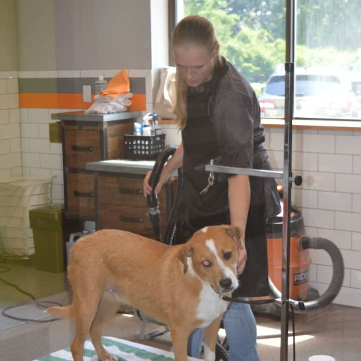 A happy boarder gets an &#x27;exit wash&#x27; before being picked up by his owner at Wag Central.
