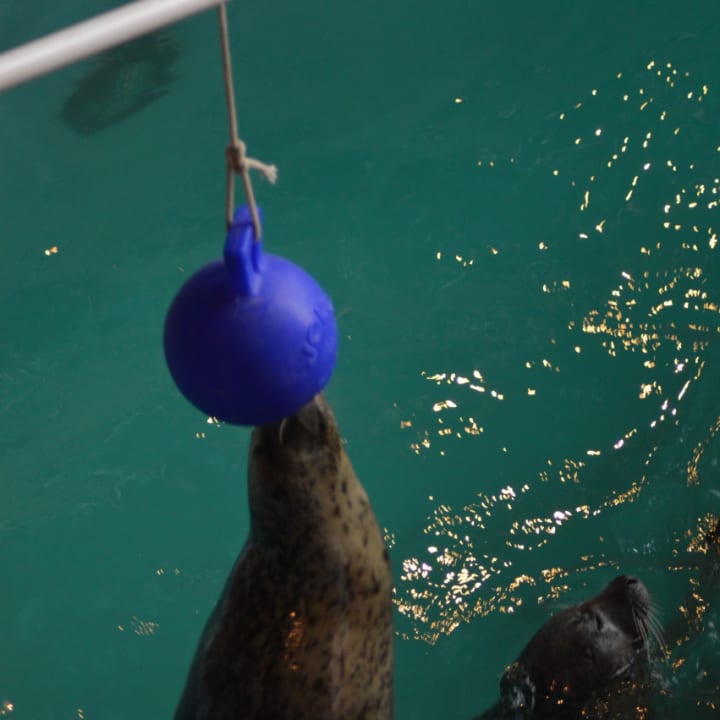 Tillie, a seal at the Maritime Aquarium, reaches for a ball during the &quot;Noon Year&#x27; celebration at the Norwalk attraction on Thursday.