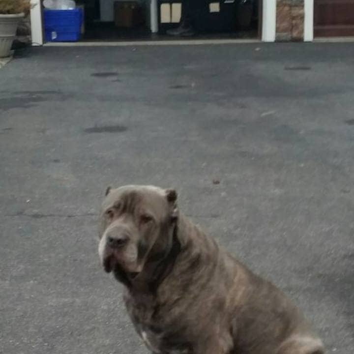 Dante Marino, a 10-year-old Cane Corso/Italian Mastiff, has been lost since Monday evening in the Bear Ridge Road area of Pleasantville. There have been no sightings, but neighbors have helped the Marino family search for their beloved 120-pound dog.