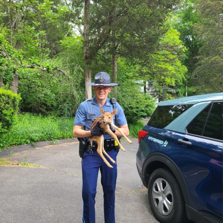 Trooper Timothy Martin holds a doe he helped rescue after it got separated from its mother on Sunday, June 4, on I-91 in Holyoke. Thanks to his — and others&#x27; — quick action, mom and fawn were reunited without incident.
