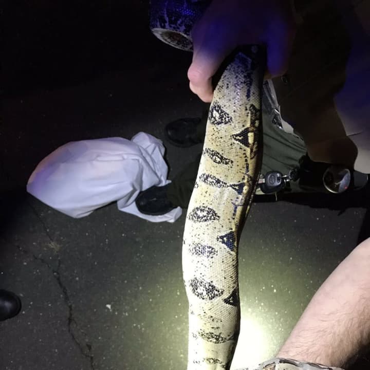 Officers found a person in need of medical care with a large boa constrictor around their neck and shoulders.