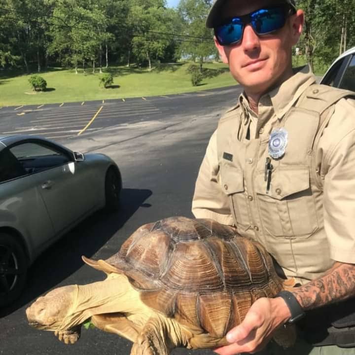 The 100 pound turtle that had Pennsylvanians calling 911.
