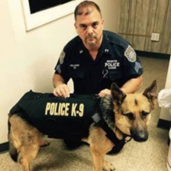 Brewster K-9 Falco, shown here with partner Sgt. Paul Italiano, was diagnosed with lymphoma in October and was expected to live only a few weeks. Falco has been receiving treatment thanks to the generosity of donors. A fundraiser is set for April.