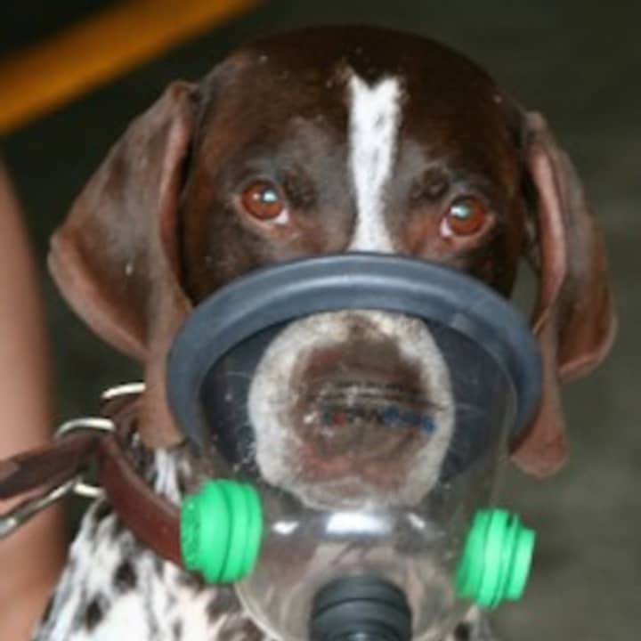 The Passaic County Sheriff&#x27;s Department K9 Unit needs pet oxygen masks for its dogs.