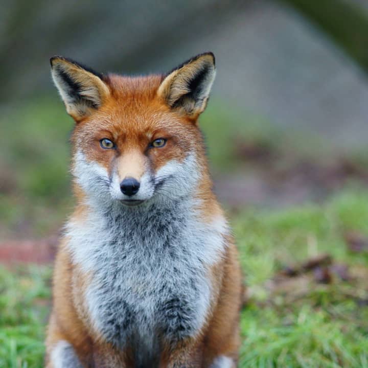 A fox in Stamford was shot and killed after attacking a woman.