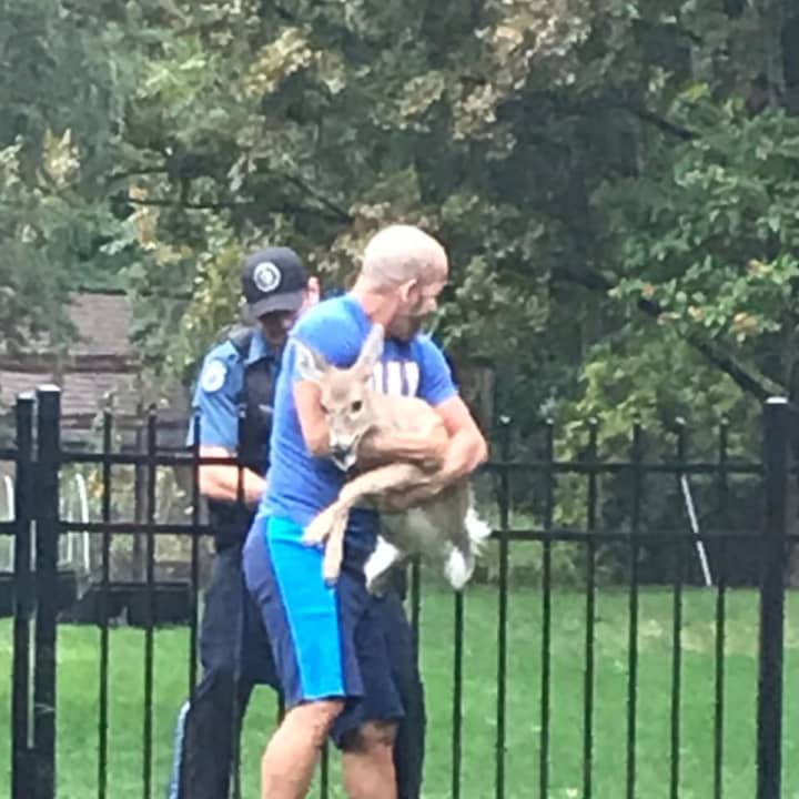 Brian Ward of Ramsey helps a Mahwah police officer save a fawn from a wrought-iron fence.