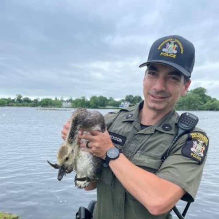 The gosling was rescued and released back into Argyle Lake.