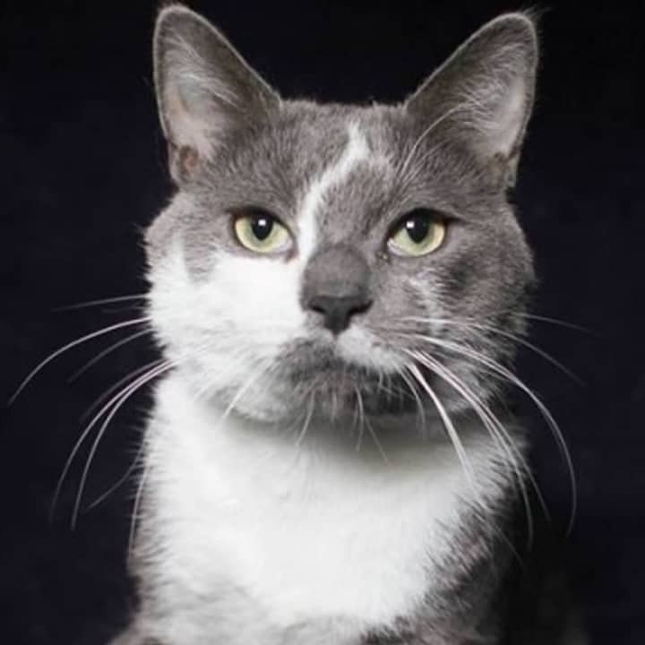 Thomas, a 1-year-old male, is sweet and &quot;talkative&quot; according to the folks at the Hi Tor Animal Care Center in Pomona.