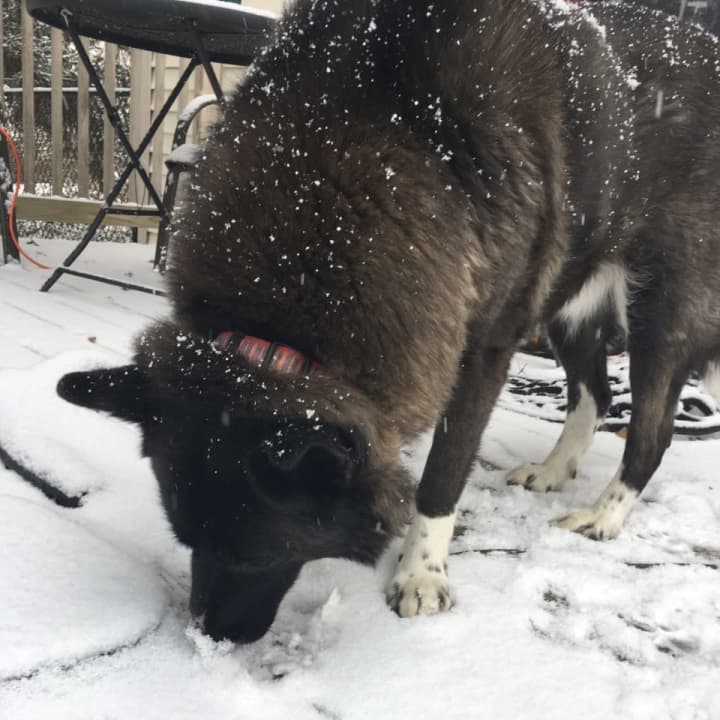 A dog in Danbury licks up an icy treat during Tuesday&#x27;s storm. Danbury received 2.5 inches of snow, which is around the average for Fairfield County from the storm.
