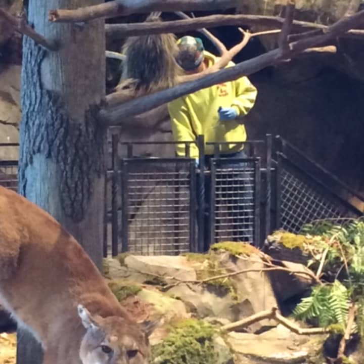 A worker puts the finishing touches on one of Bass Pro Shops many &quot;visuals&quot; as a taxidermied Mountain Lion looks on.