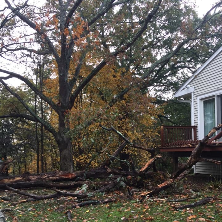 A large tree came crashing down on Oakwood Court in Norwalk as a result of the storm that hit the city late Sunday.