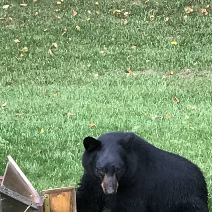 This black bear was caught in the act after ripping down a bird feeder by Steven Silberstang, who lives on Sherwood Road in Pound Ridge.