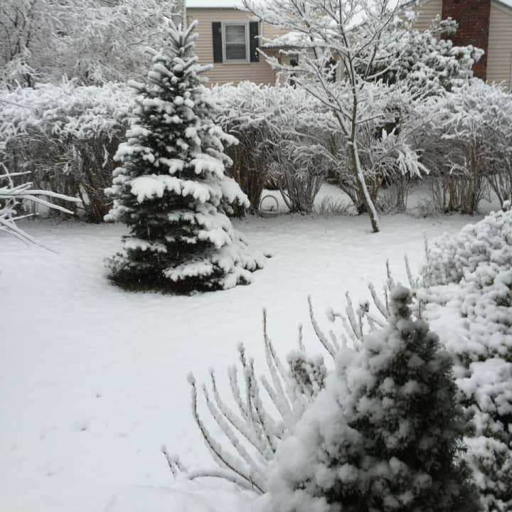 Snow blanketed the landscape in Greenwich Friday morning, giving trees and lawns a wintery coat.