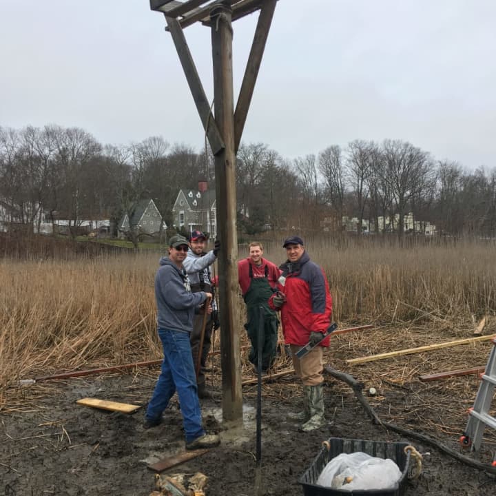 Aspetuck Land Trust stewardship staff Josh Bedol and Lou Bacchiochi  install a new osprey platform in a swampy area.